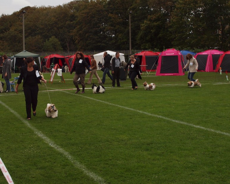 Shih Tzu Danmark